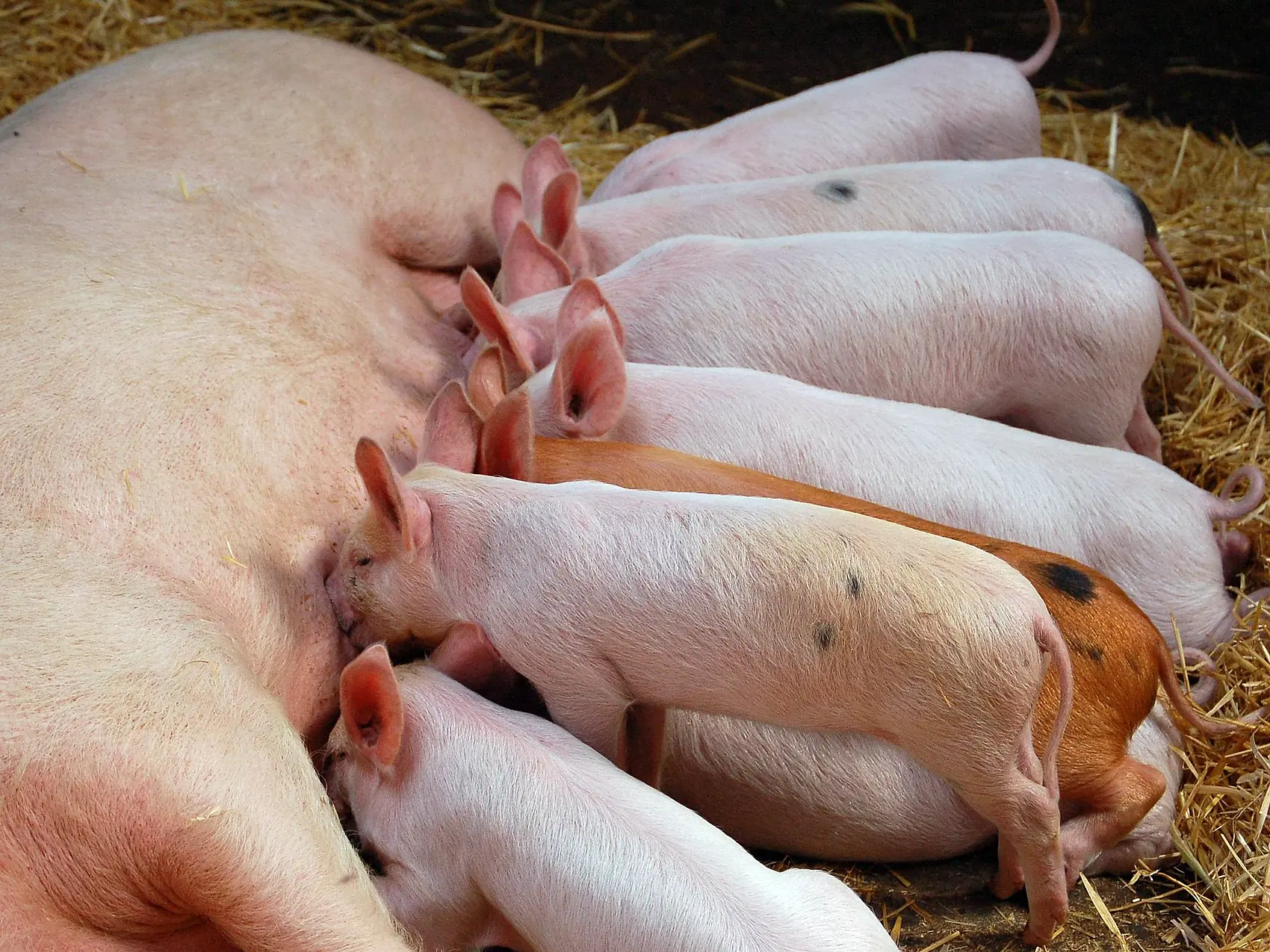 Sau liegt im Stroh, die Ferkel trinken