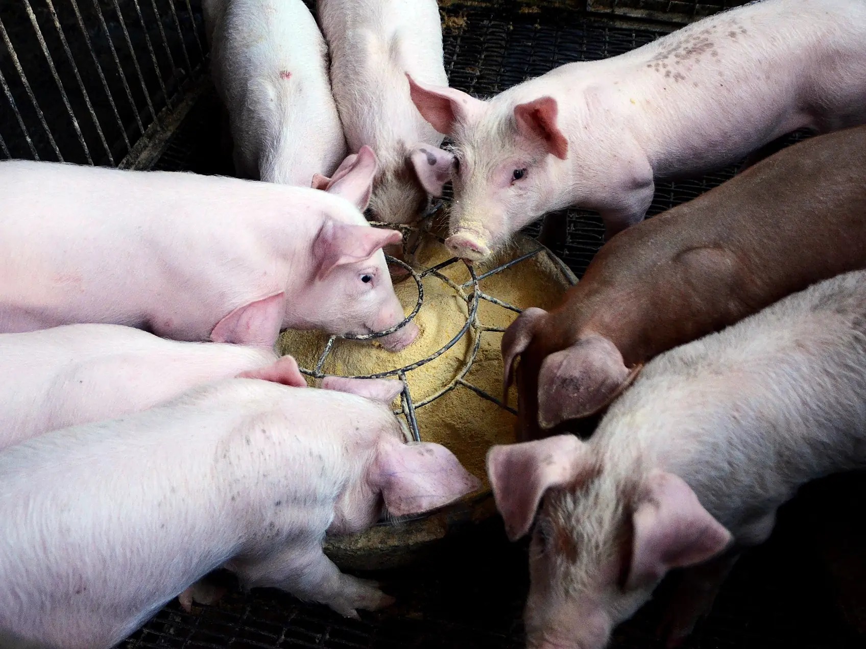 Ferkel fressen gemeinsam aus dem Futterteller