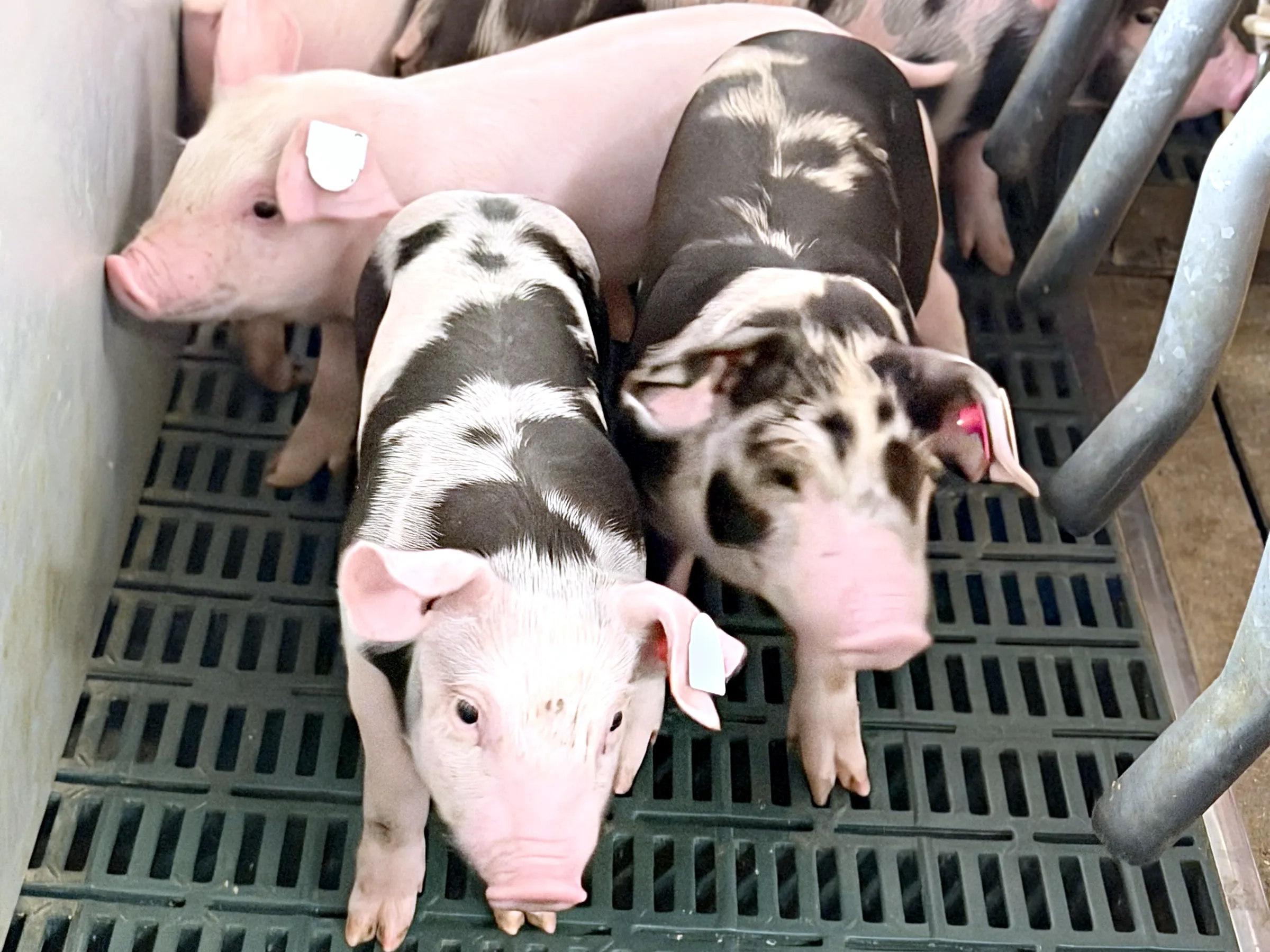 Gescheckte Ferkel in der Bucht