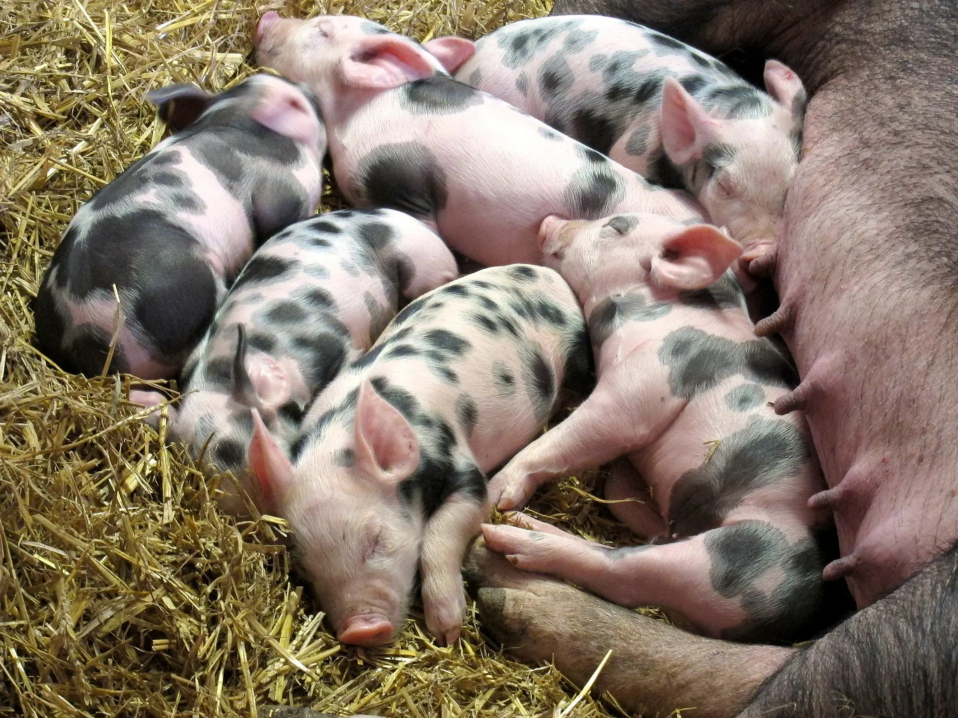 Gescheckte Ferkel schlafen im Stroh an der Sau
