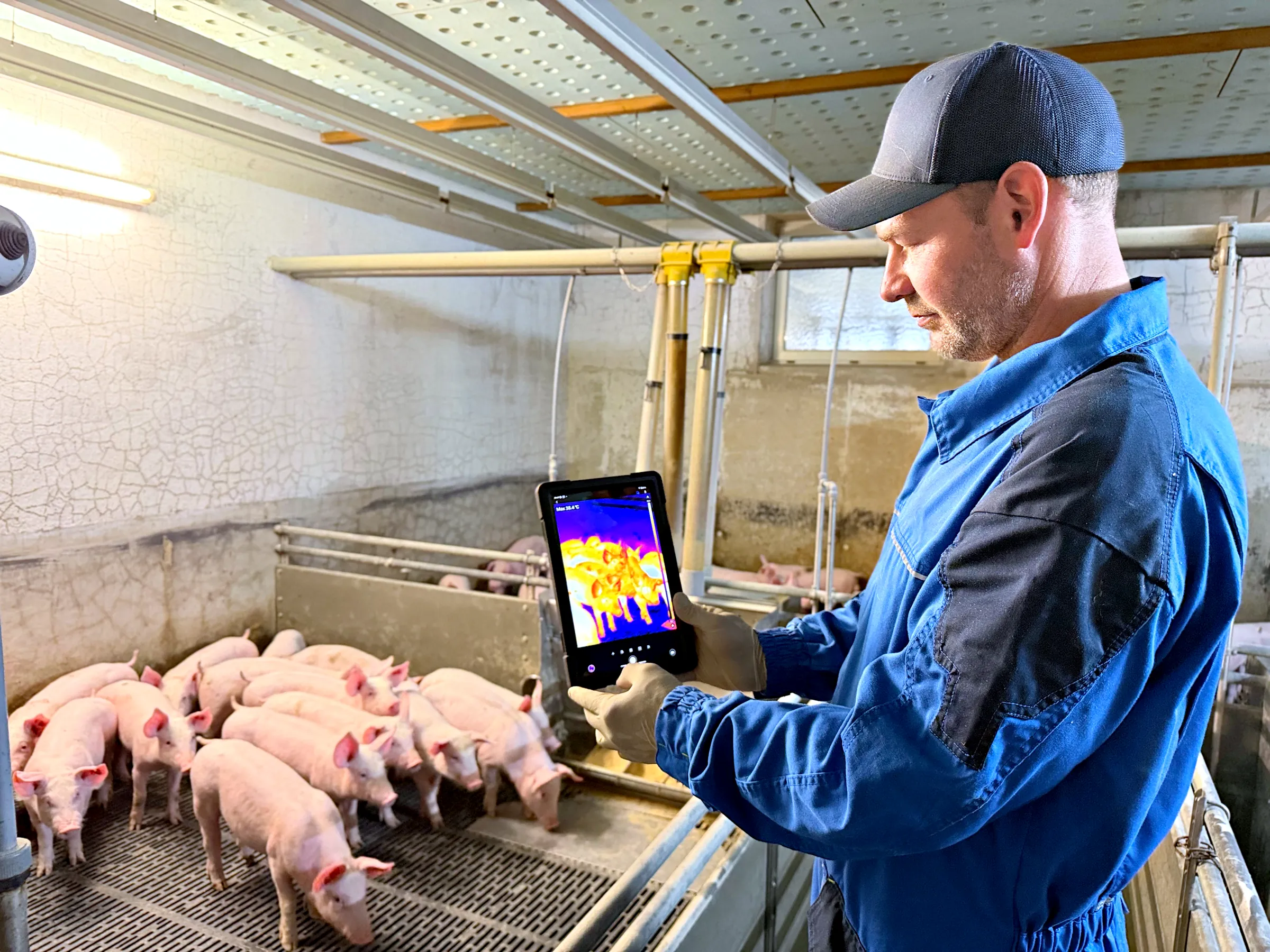 Christian Görisch prüft die Ferkel mit der Wärmebildkamera am Tablet