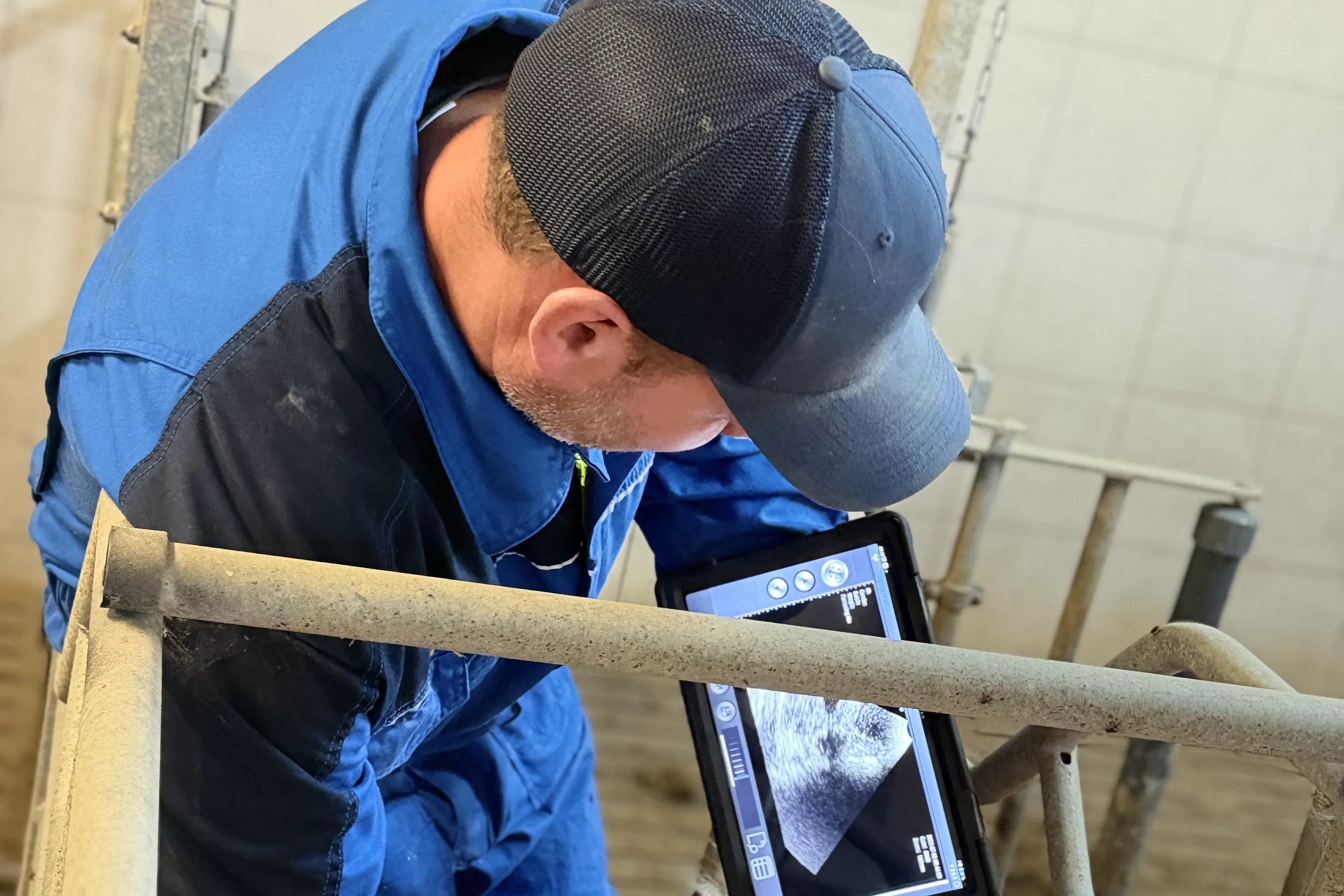Christian Görisch macht an der Sau einen Ultraschall und schaut auf das Tablet