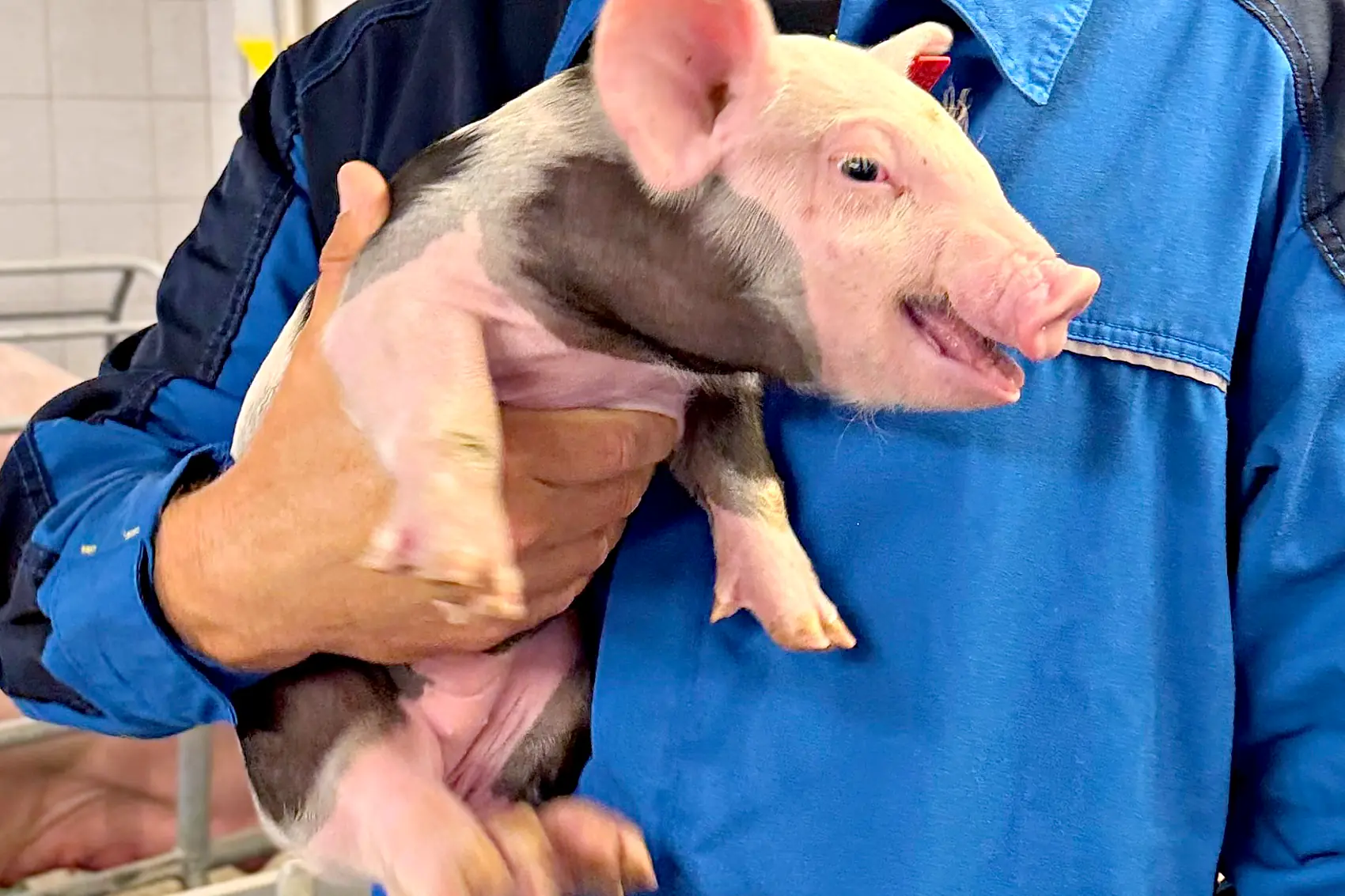 Ein Ferkel im Arm
