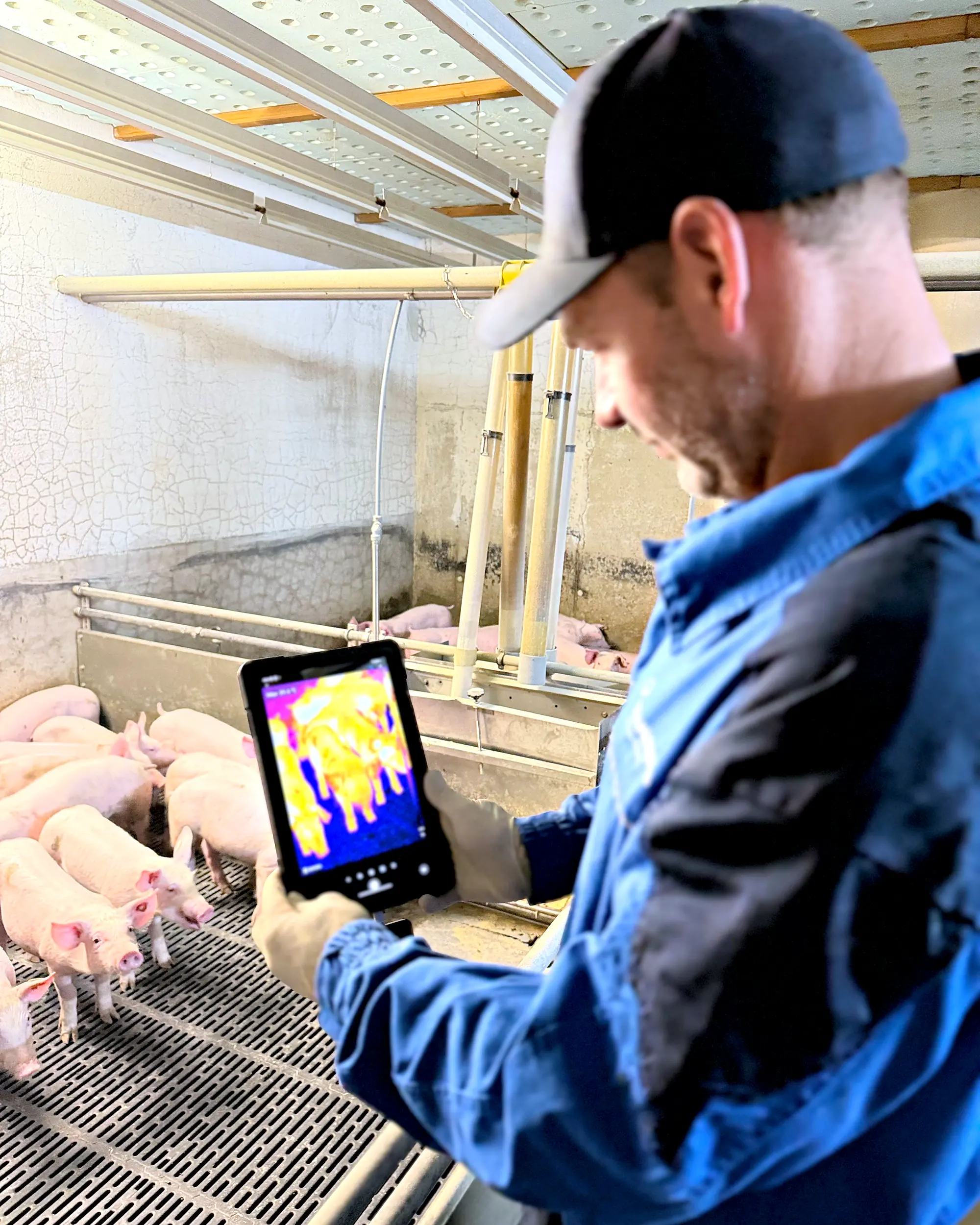 Christian Görisch prüft die Ferkel mit der Wärmebildkamera, von hinten gesehen